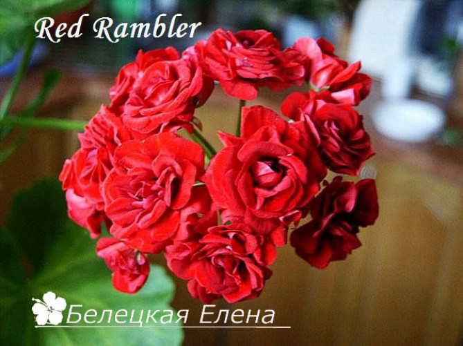 Red Rambler